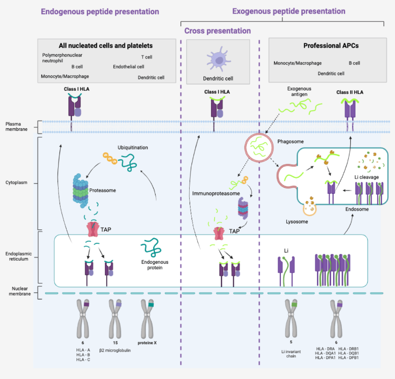 Endogenous peptide-v1